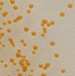 Thermo Scientific™ Culti-Loops™ Candida albicans ATCC™ 10231™