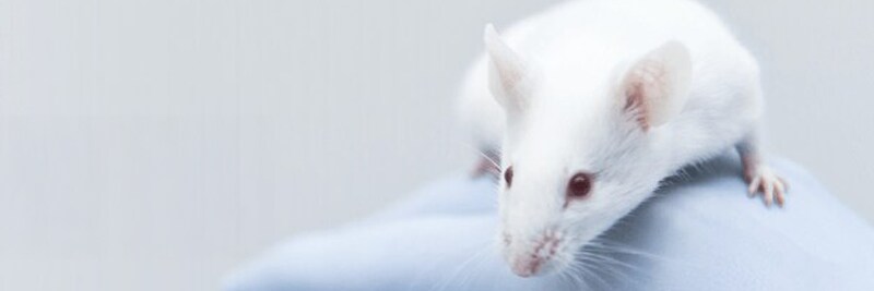 Animal Research Products