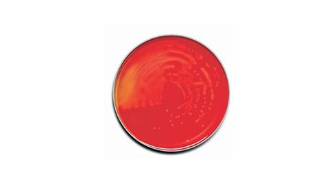 Prepared Microbiology Media