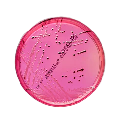 Thermo Scientific™ XLD Agar (EP, USP, JP, BP)