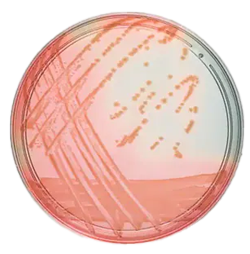 Prepared Microbiology Media