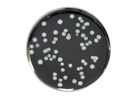 Prepared Microbiology Media
