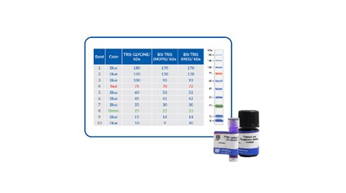 Protein Extraction and Loading