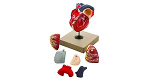 Human heart model