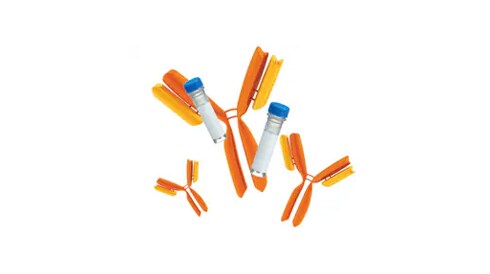 Secondary Antibodies