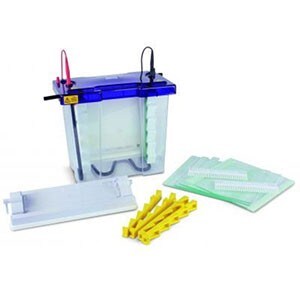 Protein_Biology_Western_Blotting Protein_Biology_Western_Blotting