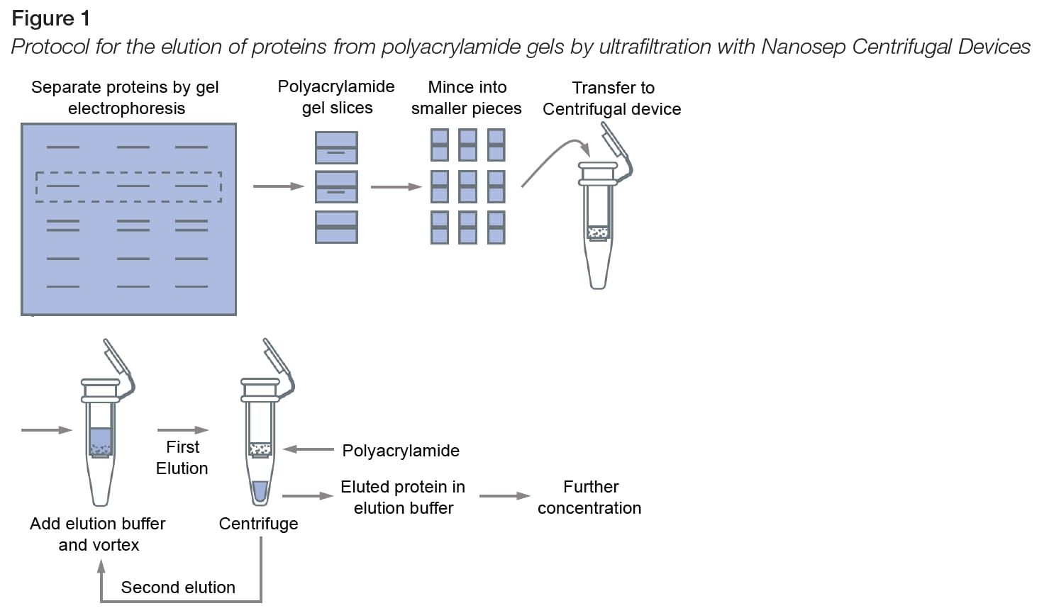 Figure of the protocol for the elution of proteins
