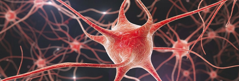 Brain Organoids Usher in New Research Era