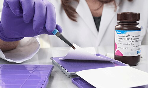 38915_M3294_190605_042_500x300 38915_M3294_190605_042_500x300